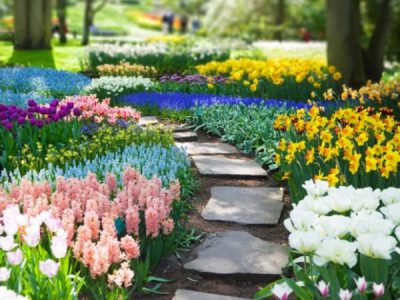 Florile de primăvară pe care vrei să le ai în grădina ta
