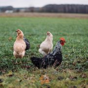 Cresterea găinilor pentru producţia de ouă: tot ce trebuie să știi despre ingineria găinilor