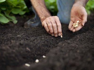 Ghidul complet al unui grădinar cu experiență: Legume care se plantează în iunie în grădină