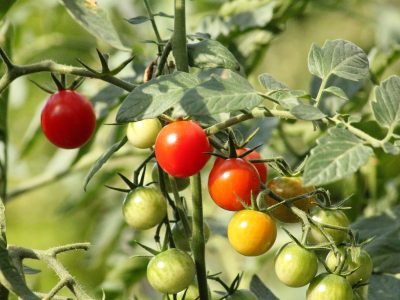 Cele mai des întâlnite greșeli la cultura de tomate - sfaturi de la grădinari pentru cele mai gustoase roșii