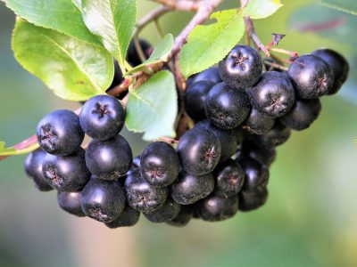 Ce sunt fructele de aronia și care sunt proprietățile lor vindecătoare