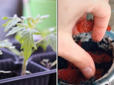 Răsaduri noi în ghivece: cum le poți crește fără semințe. Video