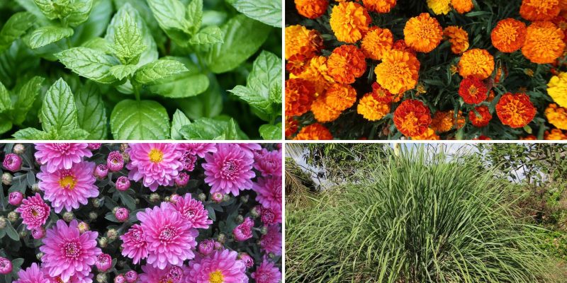 10 plante care țin păianjenii, furnicile, muștele și țânțarii la distanță
