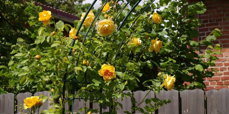 5 idei elegante de utilizare a spalierelor în grădină