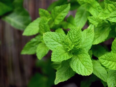 Beneficii mentă: cum se folosește această plantă aromatică pentru sănătate