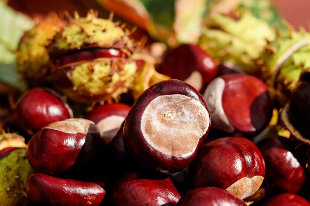 Plantele medicinale ale lunii octombrie