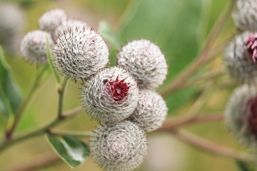 Plantele medicinale ale lunii octombrie