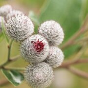 Plantele medicinale ale lunii octombrie