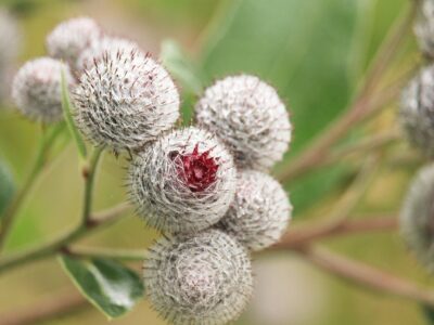Plantele medicinale ale lunii octombrie