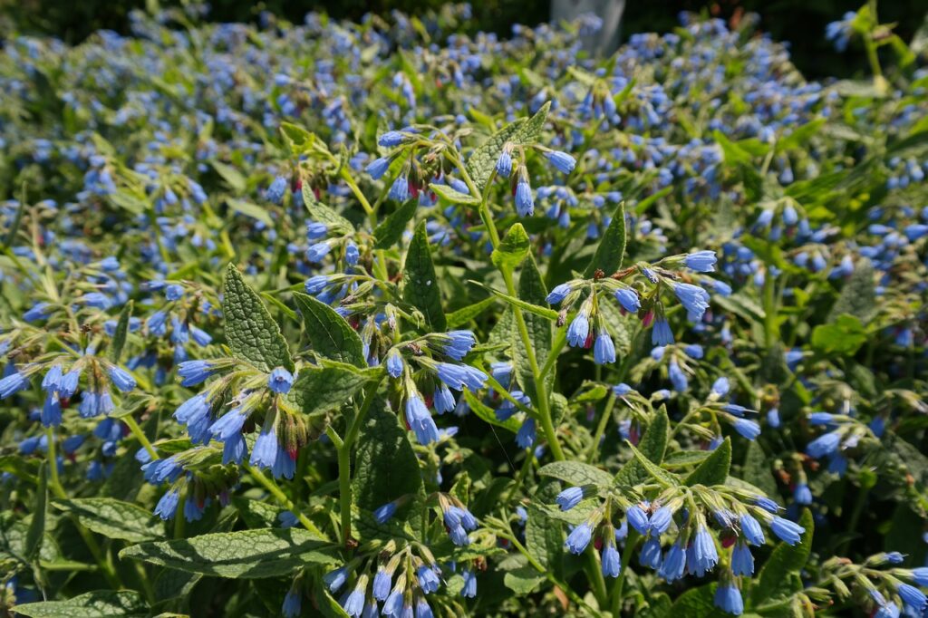 Plantele medicinale ale lunii ianuarie