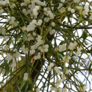 Plantele medicinale ale lunii ianuarie