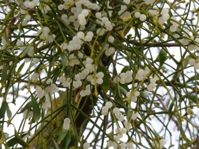 Plantele medicinale ale lunii ianuarie