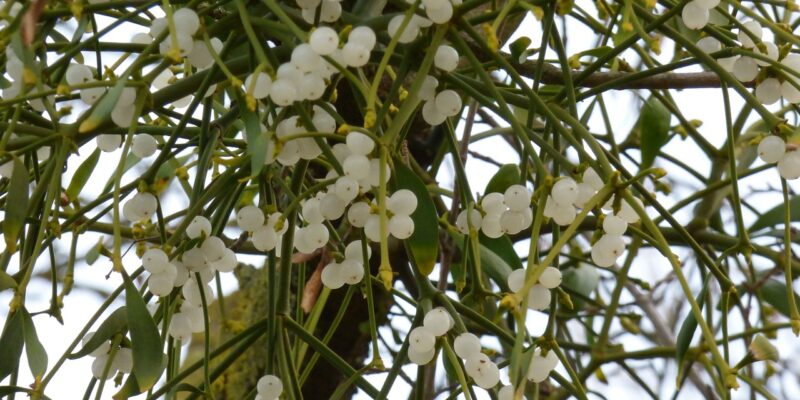 Plantele medicinale ale lunii ianuarie