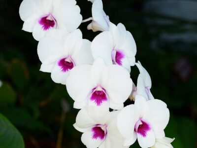 Cum sa faci orhideele sa infloreasca pe tot parcursul anului. Nu mai uda orhideele cu apă: iată soluția pentru ca plantele să înflorească spectaculos. Adauga un singur ingredient in apa de udat