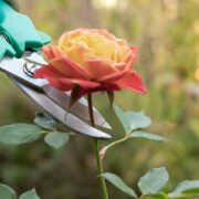 Reguli esentiale pentru curatarea trandafirilor