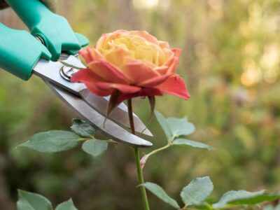 Reguli esentiale pentru curatarea trandafirilor