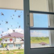 De ce plase insecte la ferestrele termopan?