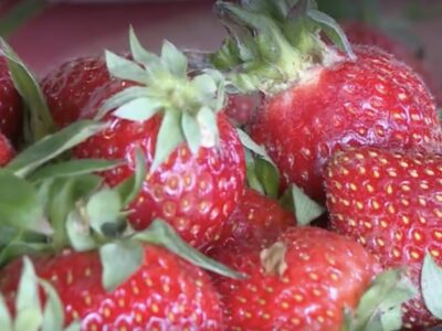 Căpșunile românești s-au copt cu trei săptămâni mai devreme decât anul trecut. Cât costă un kilogram în piețe