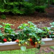 Udați căpșunii cu această soluție în aprilie sau mai, ca să obțineți fructe mari și dulci! Un îngrășământ verificat