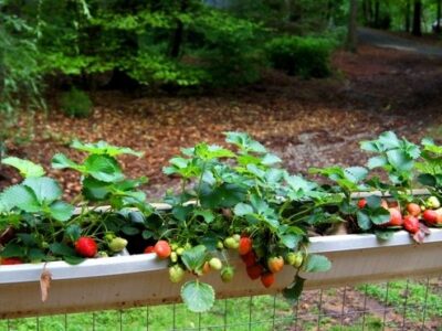 Udați căpșunii cu această soluție în aprilie sau mai, ca să obțineți fructe mari și dulci! Un îngrășământ verificat
