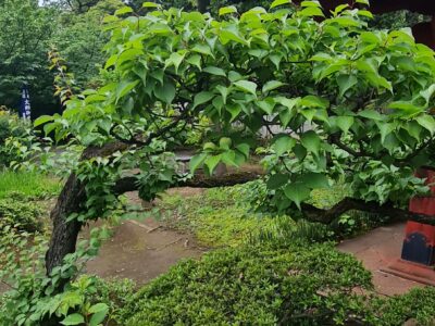 Agricultura și îngrijirea plantelor în Japonia. Experiențe autentice pe care le poți trăi în această țară din punct de vedere al agro-turismului