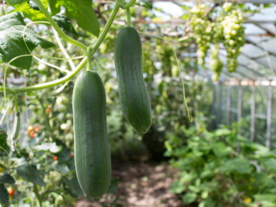 Cu ce trebuie să stropești castraveții până la finalul lunii iunie. Ingredientul din bucătărie îți garantează o recoltă bogată