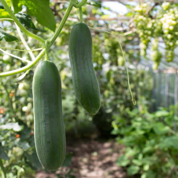 Cu ce trebuie să stropești castraveții până la finalul lunii iunie. Ingredientul din bucătărie îți garantează o recoltă bogată