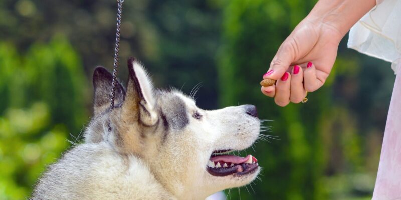 Cum influențează hrana primită comportamentul animalelor de companie?