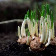 Cum se plantează corect bulbii de flori. Cele trei reguli de aur care vă pot ajută să aveţi o grădină de vis