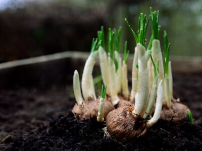 Cum se plantează corect bulbii de flori. Cele trei reguli de aur care vă pot ajută să aveţi o grădină de vis