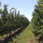 Când spațiul din grădină este limitat, dar dorința de a avea fructe proaspete este mare, arbuștii fructiferi devin soluția ideală. Nu ocupă mult loc, se adaptează ușor, sunt ușor de îngrijit și oferă roade bogate ani la rând. În plus, mulți dintre ei pot fi cultivați nu doar în grădină, ci și în ghivece mari, pe terase sau în curți pavate. Dacă visezi la o livadă în miniatură, acești arbuști sunt alegerea perfectă. Fructe delicioase pe spațiu mic: arbuștii ideali pentru grădini urbane Coacăzul (negru, roșu sau alb) – este unul dintre cei mai apreciați arbuști, datorită producției bogate, gustului intens și conținutului ridicat de vitamina C. Se plantează ușor, rezistă la ger și poate produce ani buni cu tăieri regulate. Zmeurul – ocupă puțin loc dacă este palisat vertical și oferă recoltă chiar din primul an. Există soiuri remontante (care produc de două ori pe an), perfecte pentru consum frecvent. Agrișul – deși mai puțin popular, este un arbust foarte productiv, cu fructe acrișoare ideale pentru siropuri și gemuri. Se pretează bine în spații restrânse și rezistă la boli. Afinul – are cerințe speciale de sol acid, dar dacă i se oferă condițiile potrivite, este extrem de productiv și decorativ. Tufele compacte pot fi plasate în colțuri însorite sau chiar în ghivece adânci. Murul – cu sau fără spini, murul se întinde rapid dacă nu este controlat. Variantele palisate pe spalier sunt ideale pentru garduri vii productive și ușor de cules. Cornul – un arbust rustic, puțin pretențios, care oferă fructe cu gust special, potrivite pentru sirop sau dulceață. Este rezistent la boli și secetă. Aronia – denumită și "scorușul negru", este un arbust cu fructe puternic antioxidante. Tufa este decorativă, rezistentă și necesită întreținere minimă. Goji – tot mai popular în grădinile mici, este ușor de crescut, iar fructele sunt extrem de apreciate pentru proprietățile lor nutritive. Arbuștii potriviți îți oferă o livadă în miniatură Spre deosebire de pomii clasici, arbuștii fructiferi nu necesită altoire, nu cresc în înălțime excesivă și pot fi modelați ușor. Cu puțin compost primăvara, o tăiere atentă anuală și udări regulate în perioadele secetoase, te vei bucura de fructe proaspete chiar și într-un colț de curte sau pe un balcon mai mare. Așezați strategic, acești arbuști pot deveni o sursă constantă de gusturi autentice, fără să ocupe tot spațiul grădinii. În plus, oferă un peisaj plăcut și atrag polenizatori, contribuind la echilibrul natural din jurul casei tale.