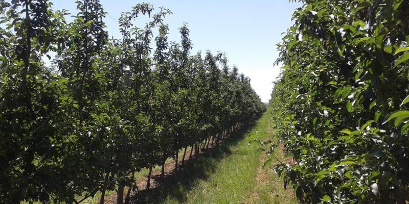 Când spațiul din grădină este limitat, dar dorința de a avea fructe proaspete este mare, arbuștii fructiferi devin soluția ideală. Nu ocupă mult loc, se adaptează ușor, sunt ușor de îngrijit și oferă roade bogate ani la rând. În plus, mulți dintre ei pot fi cultivați nu doar în grădină, ci și în ghivece mari, pe terase sau în curți pavate. Dacă visezi la o livadă în miniatură, acești arbuști sunt alegerea perfectă. Fructe delicioase pe spațiu mic: arbuștii ideali pentru grădini urbane Coacăzul (negru, roșu sau alb) – este unul dintre cei mai apreciați arbuști, datorită producției bogate, gustului intens și conținutului ridicat de vitamina C. Se plantează ușor, rezistă la ger și poate produce ani buni cu tăieri regulate. Zmeurul – ocupă puțin loc dacă este palisat vertical și oferă recoltă chiar din primul an. Există soiuri remontante (care produc de două ori pe an), perfecte pentru consum frecvent. Agrișul – deși mai puțin popular, este un arbust foarte productiv, cu fructe acrișoare ideale pentru siropuri și gemuri. Se pretează bine în spații restrânse și rezistă la boli. Afinul – are cerințe speciale de sol acid, dar dacă i se oferă condițiile potrivite, este extrem de productiv și decorativ. Tufele compacte pot fi plasate în colțuri însorite sau chiar în ghivece adânci. Murul – cu sau fără spini, murul se întinde rapid dacă nu este controlat. Variantele palisate pe spalier sunt ideale pentru garduri vii productive și ușor de cules. Cornul – un arbust rustic, puțin pretențios, care oferă fructe cu gust special, potrivite pentru sirop sau dulceață. Este rezistent la boli și secetă. Aronia – denumită și "scorușul negru", este un arbust cu fructe puternic antioxidante. Tufa este decorativă, rezistentă și necesită întreținere minimă. Goji – tot mai popular în grădinile mici, este ușor de crescut, iar fructele sunt extrem de apreciate pentru proprietățile lor nutritive. Arbuștii potriviți îți oferă o livadă în miniatură Spre deosebire de pomii clasici, arbuștii fructiferi nu necesită altoire, nu cresc în înălțime excesivă și pot fi modelați ușor. Cu puțin compost primăvara, o tăiere atentă anuală și udări regulate în perioadele secetoase, te vei bucura de fructe proaspete chiar și într-un colț de curte sau pe un balcon mai mare. Așezați strategic, acești arbuști pot deveni o sursă constantă de gusturi autentice, fără să ocupe tot spațiul grădinii. În plus, oferă un peisaj plăcut și atrag polenizatori, contribuind la echilibrul natural din jurul casei tale.