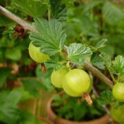 Cultura de agrișe – fructe uitate, dar extrem de valoroase