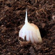 Cultura de usturoi – plantare de toamnă sau primăvară?