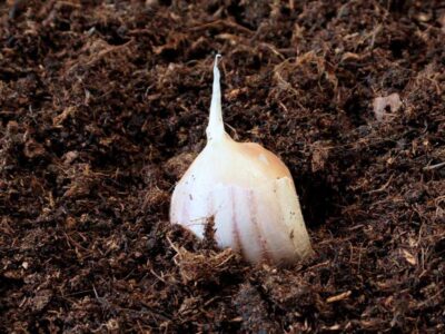 Cultura de usturoi – plantare de toamnă sau primăvară?
