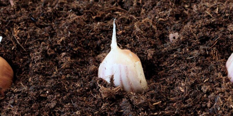 Cultura de usturoi – plantare de toamnă sau primăvară?