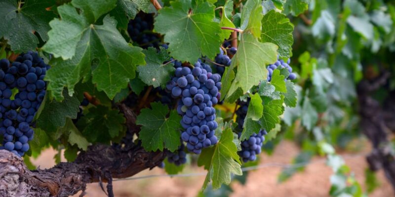 Cum înmulțești vița de vie în mod natural, fără butași din comerț