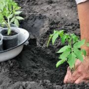 Cum plantezi corect roșiile pentru o recoltă bogată și sănătoasă