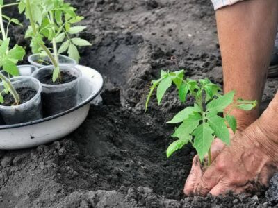 Cum plantezi corect roșiile pentru o recoltă bogată și sănătoasă
