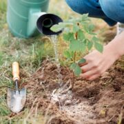 Cum plantezi zmeura corect ca să te bucuri de recoltă din primul an