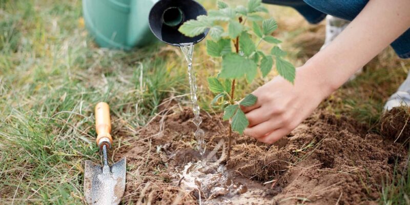 Cum plantezi zmeura corect ca să te bucuri de recoltă din primul an