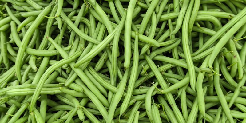 Fasolea verde: soiuri productive și cum le întreții corect