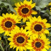 Floarea-soarelui ornamentală – cum o plantezi și unde arată cel mai bine