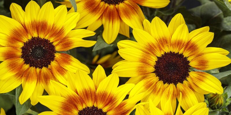 Floarea-soarelui ornamentală – cum o plantezi și unde arată cel mai bine