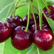 Fructe care se coc în iunie în România – ghid pentru livezi