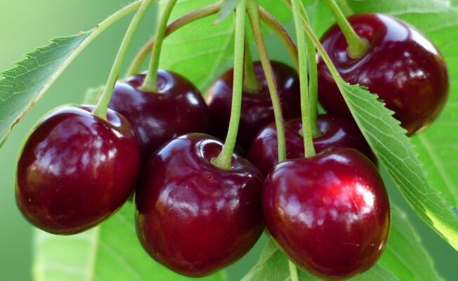 Fructe care se coc în iunie în România – ghid pentru livezi