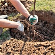 Greșeli frecvente la plantarea pomilor fructiferi și cum le eviți