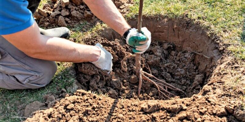 Greșeli frecvente la plantarea pomilor fructiferi și cum le eviți