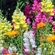 Gura-leului: floarea rustică ideală pentru borduri colorate