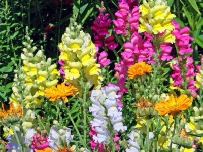 Gura-leului: floarea rustică ideală pentru borduri colorate
